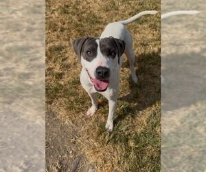 Mutt Dogs for adoption in Conroe, TX, USA