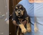 Black and Tan M - Male Bloodhound Puppy for Sale - Photo #6