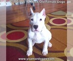 Small Photo #167 Dogo Argentino Puppy For Sale in PINEVILLE, MO, USA