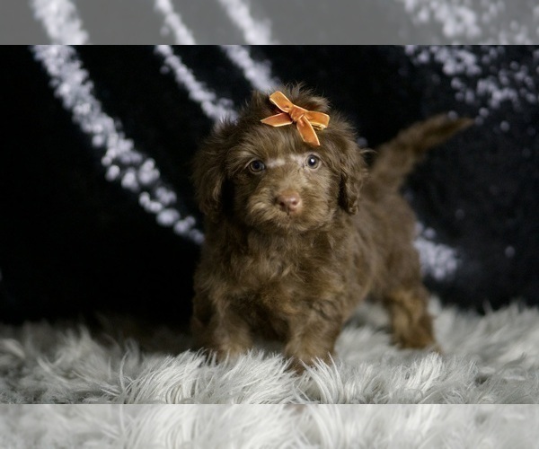 Medium Photo #110 YorkiePoo Puppy For Sale in WARSAW, IN, USA
