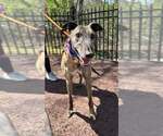 Small Greyhound