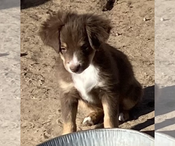 Medium Photo #16 Miniature Australian Shepherd Puppy For Sale in FORT MORGAN, CO, USA