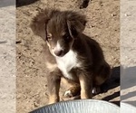 Small #15 Miniature Australian Shepherd