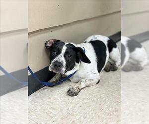 Basset Hound-Unknown Mix Dogs for adoption in Conroe, TX, USA