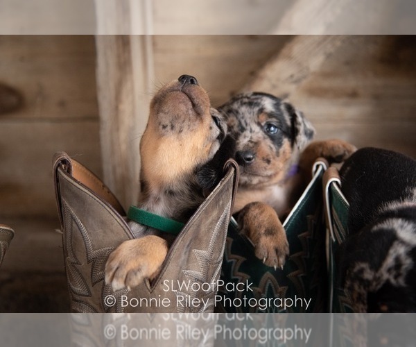 Medium Photo #3 Australian Shepherd Puppy For Sale in PLEASANTON, KS, USA