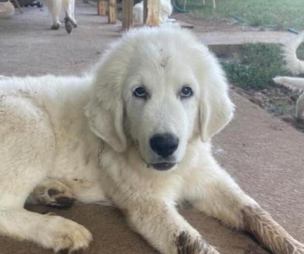 Medium Photo #9 Great Pyrenees Puppy For Sale in MULLIN, TX, USA