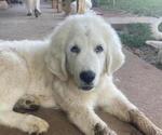 Small #8 Great Pyrenees