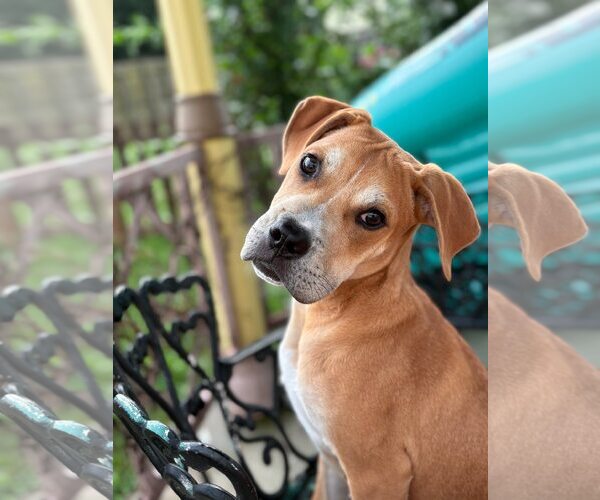 Medium Photo #3 Mutt Puppy For Sale in Uwchlan, PA, USA