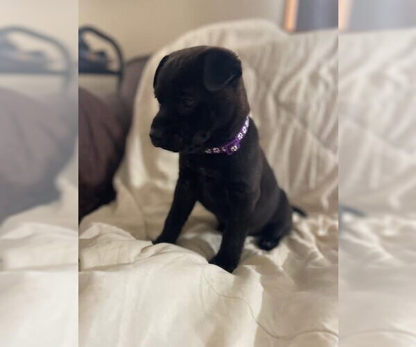 Medium Photo #3 Mutt Puppy For Sale in New London, WI, USA