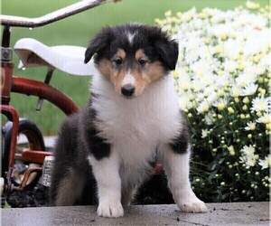 Collie Puppy for sale in FREDERICKSBG, OH, USA