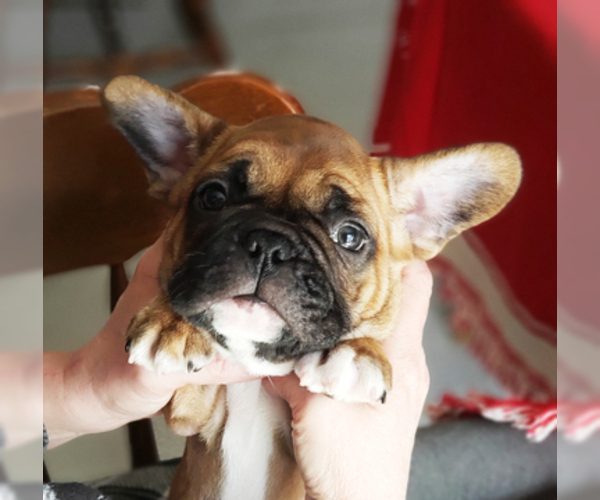 Medium Photo #3 French Bulldog Puppy For Sale in ADRIAN, MI, USA