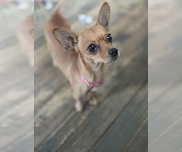 Medium Photo #3 Chihuahua-Unknown Mix Puppy For Sale in New London, WI, USA