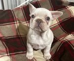 Puppy Joy French Bulldog
