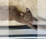BROWNIE - Male Schipperke Puppy for Sale - Photo #2