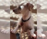 Small Photo #10 Chihuahua-Unknown Mix Puppy For Sale in Phoenix, AZ, USA