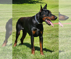 Father of the Doberman Pinscher puppies born on 08/14/2024