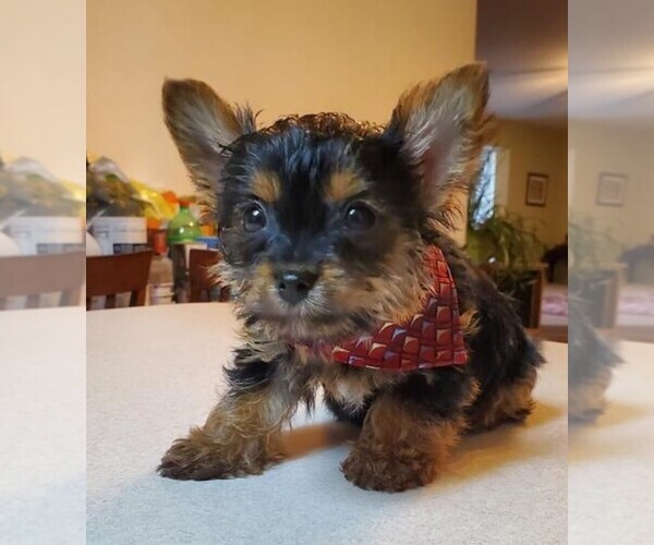 Medium Photo #3 Yorkshire Terrier Puppy For Sale in OAKLAND, CA, USA