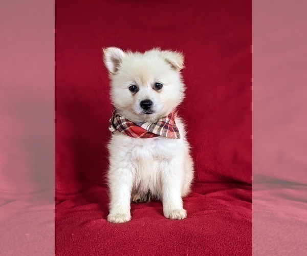 Medium Photo #1 Pomeranian Puppy For Sale in OXFORD, PA, USA