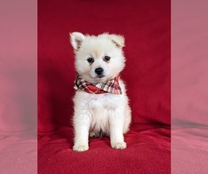 Pomeranian Puppy for sale in OXFORD, PA, USA