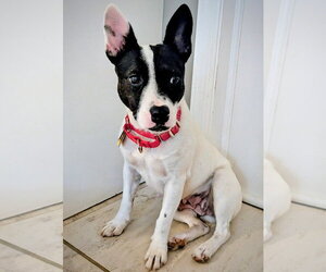 Fontina (TN) - Female Brat Dog for Adoption - Photo #2