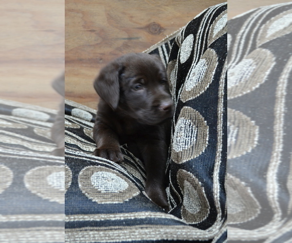 Medium Photo #3 Labrador Retriever Puppy For Sale in GREENWOOD, WI, USA