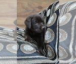 Small Photo #3 Labrador Retriever Puppy For Sale in GREENWOOD, WI, USA
