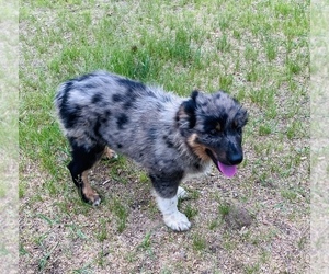 Miniature Australian Shepherd Puppy for sale in WING RIVER, MN, USA