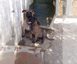 Belgian Malinois Puppy for sale in LAKE LOS ANGELES, CA, USA