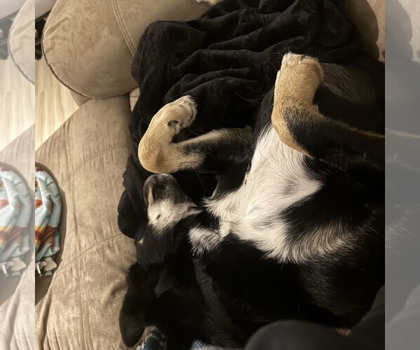 Medium Photo #6 Labrador Retriever-Unknown Mix Puppy For Sale in Fargo, ND, USA