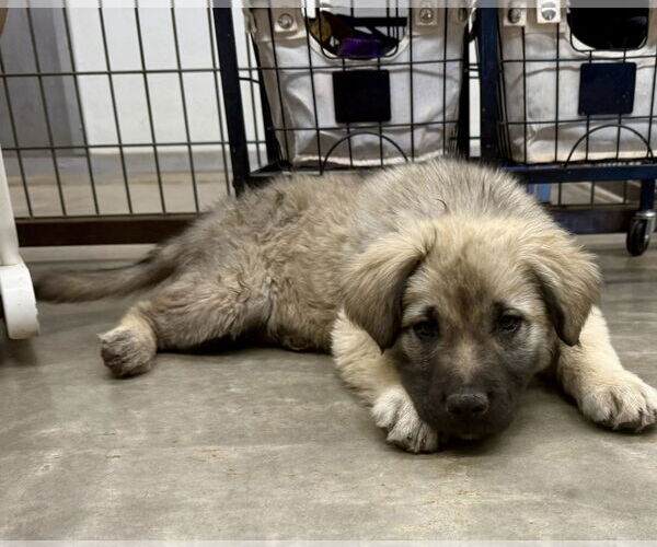 Medium Photo #1 Anatolian Shepherd-Unknown Mix Puppy For Sale in Cave Creek, AZ, USA