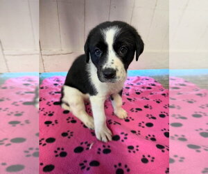 Great Dane Dogs for adoption in Bullard, TX, USA