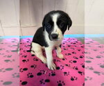 Bingo (red) - Rose litter - Male Great Dane Dog for Adoption - Small photo