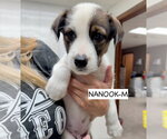 Small #4 Mutt