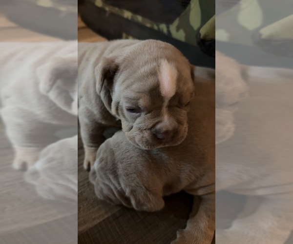 Medium Photo #4 Campeiro Bulldog Puppy For Sale in MARYSVILLE, WA, USA