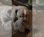 Small Photo #4 Campeiro Bulldog Puppy For Sale in MARYSVILLE, WA, USA