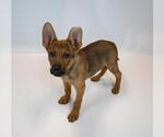 Small #1 German Shepherd Dog Mix