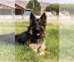 Small Photo #1 German Shepherd Dog Puppy For Sale in JUNCTION, UT, USA