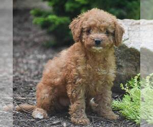 Goldendoodle (Miniature) Puppy for sale in CHRISTIANA, PA, USA