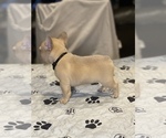 Small Photo #2 French Bulldog Puppy For Sale in SALINAS, CA, USA