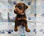 Puppy 8 Light Pink Doberman Pinscher