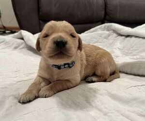 Golden Retriever Puppy for sale in SEYMOUR, IN, USA
