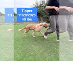 Small #1 Golden Retriever