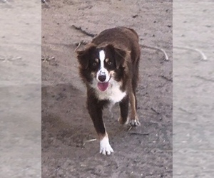 Mother of the Miniature Australian Shepherd puppies born on 11/27/2022