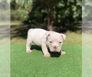 American Bully Puppy for sale in COVINGTON, GA, USA