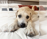 Small #2 American Staffordshire Terrier-Chinese Shar-Pei Mix