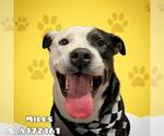 Small #1 American Pit Bull Terrier Mix