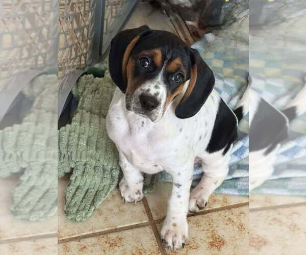 Medium Photo #9 Beagle-Unknown Mix Puppy For Sale in New York, NY, USA