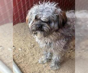 Cairn Terrier Dogs for adoption in Camarillo, CA, USA
