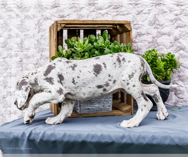 Medium Photo #5 Great Dane Puppy For Sale in WAKARUSA, IN, USA