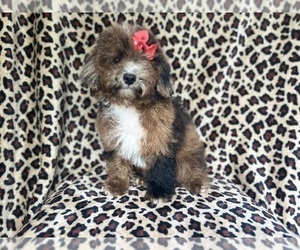 ShihPoo Puppy for sale in LAKELAND, FL, USA